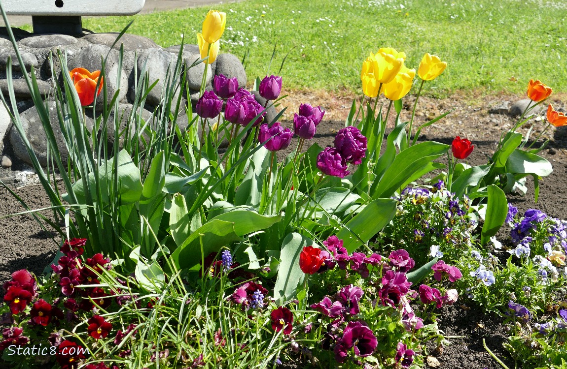 Tulip blooms over the Pansy blooms
