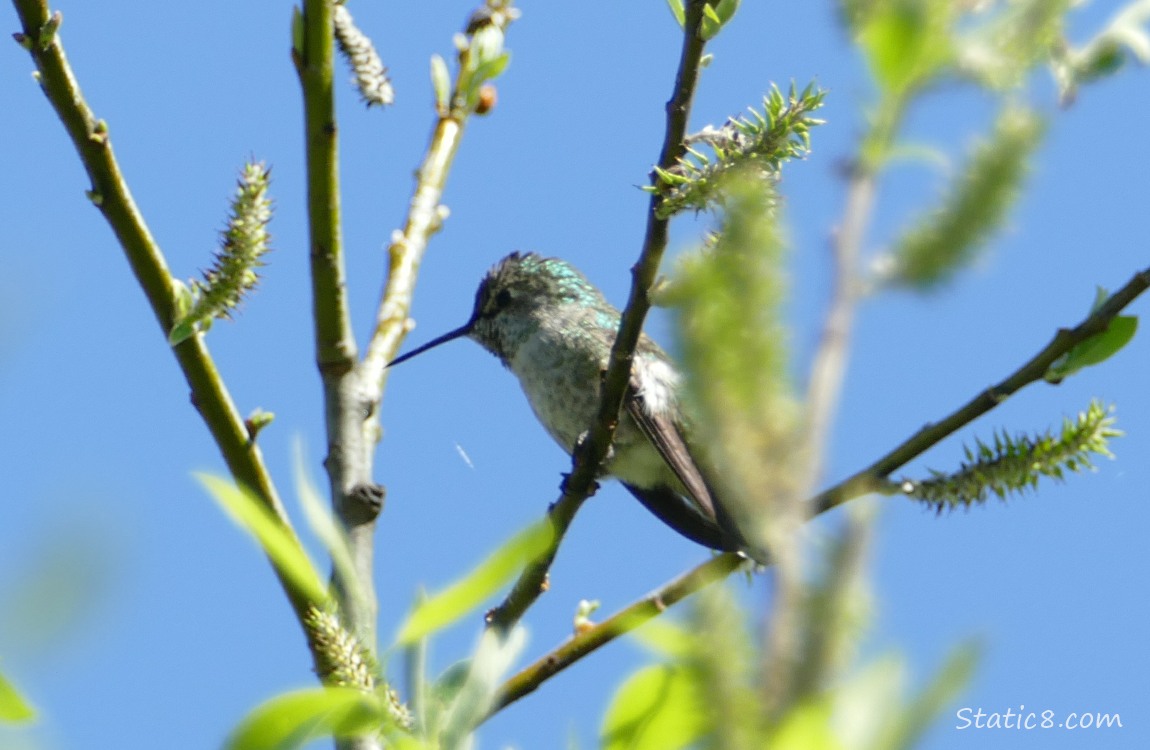 Female Anna Hummingbird standing on a twig with blue sky
