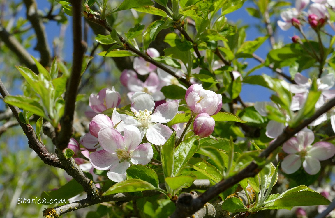 Apple blossoms on the tree with blue sky peeking thru