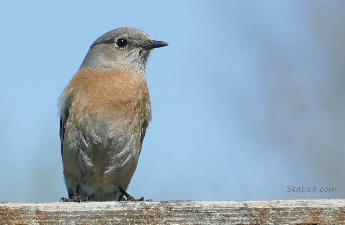 Female Bluebird standing on a wood fence with blue sky behind her