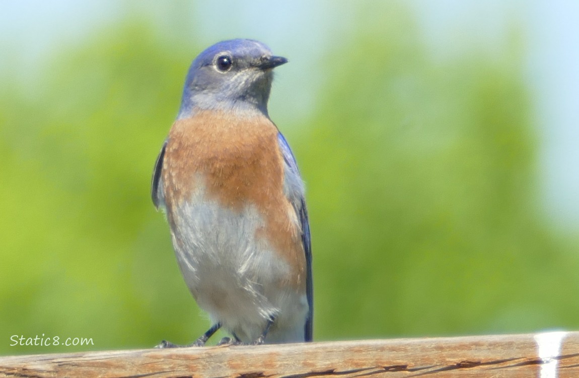 Male Bluebird standing on a wood fence with green in the background