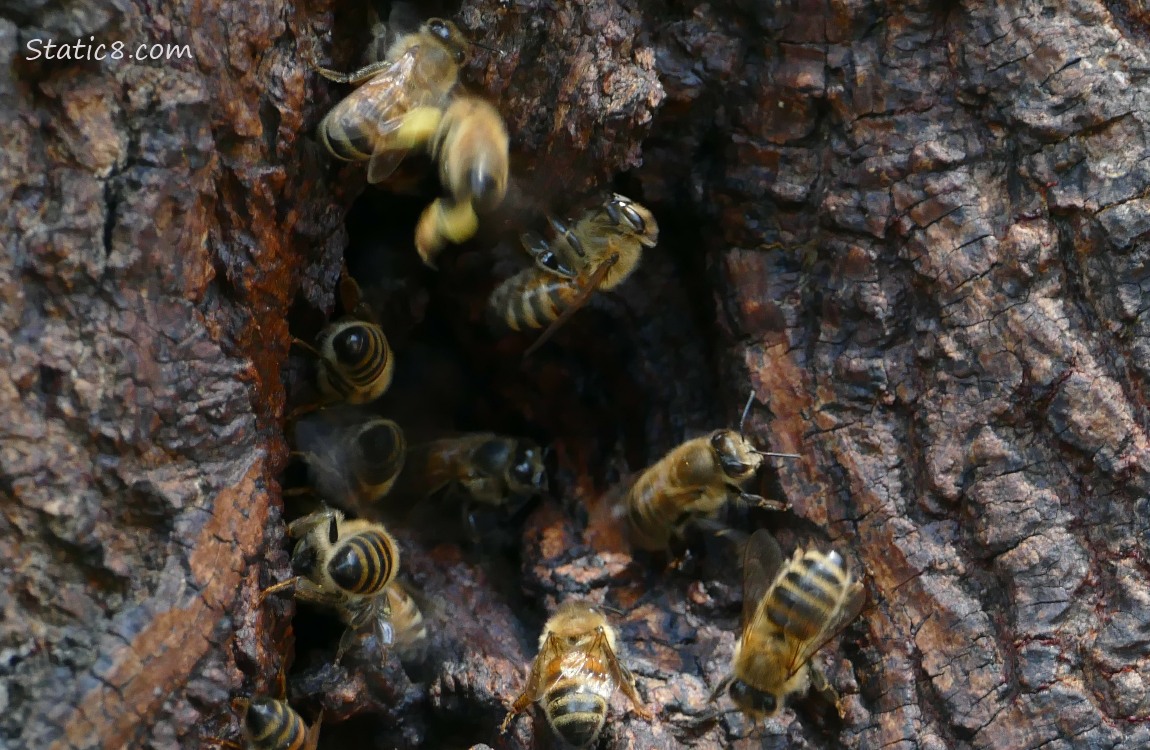 Honey Bees moving in and out of a hole in a tree trunk