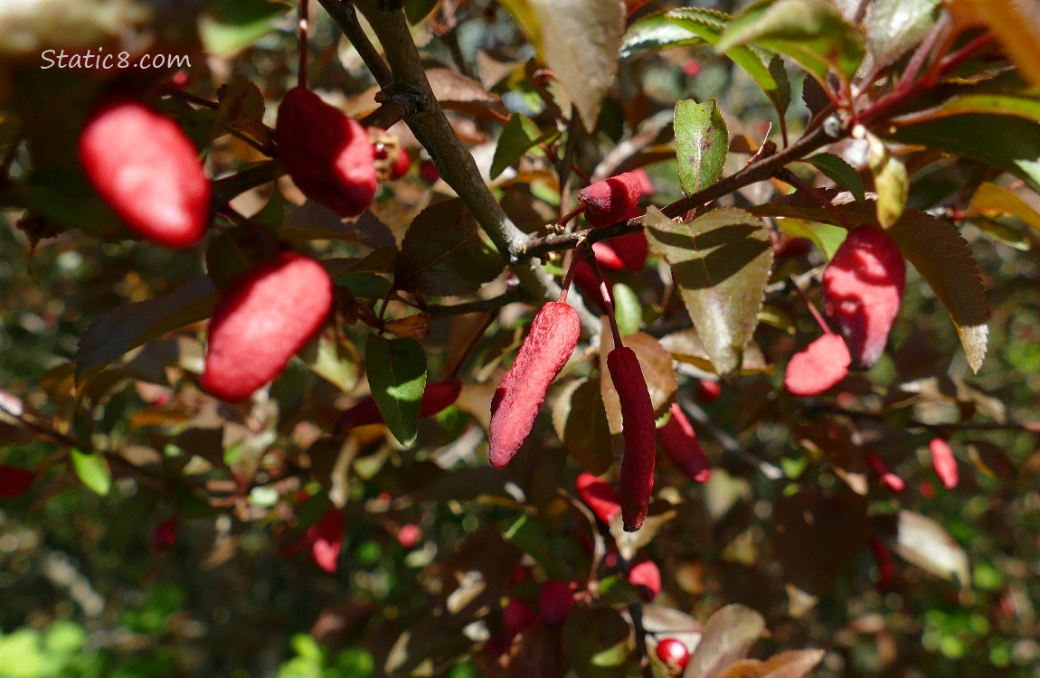 Red fruits hanging from a tree