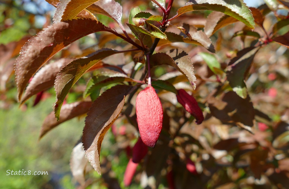 Red fruit hanging from the tree