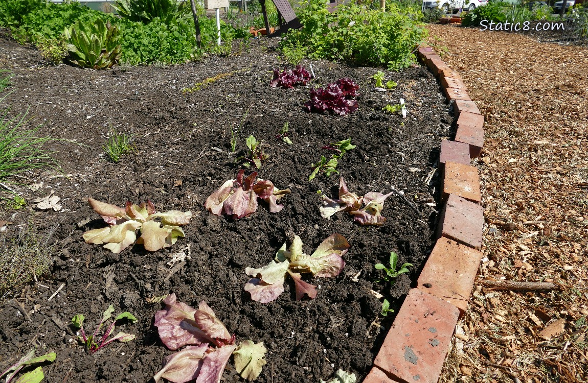 Wilted Lettuce plants in a garden bed
