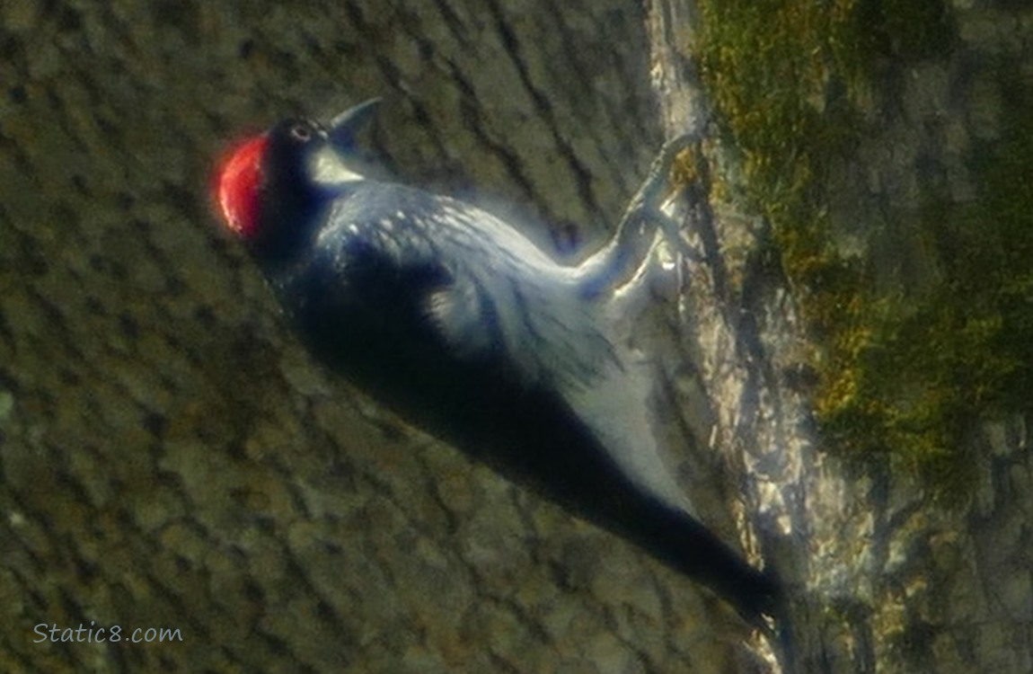 Acorn Woodpecker hanging from a bent tree trunk