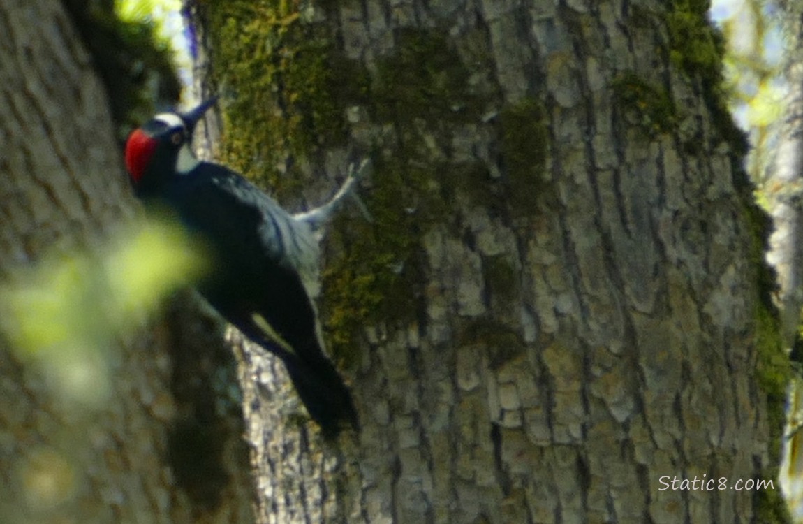 Female Acorn Woodpecker hanging from the side of a tree trunk