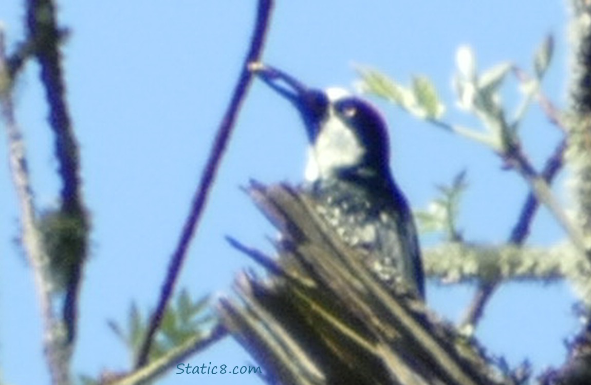 Acorn Woodpecker standing behind a branch stump, holding something in her beak