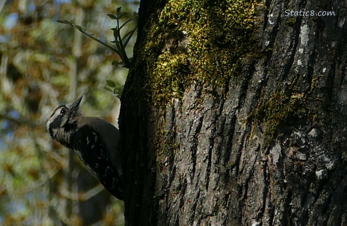 Downy Woodpecker on the side of a tree trunk