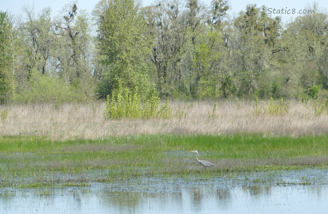 Far off Great Blue Heron walking in a shallow pond with trees in the background