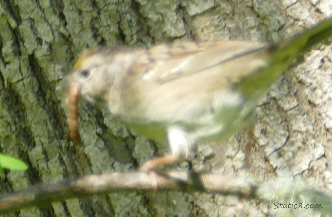 Golden Crown Sparrow with a worm in her beak