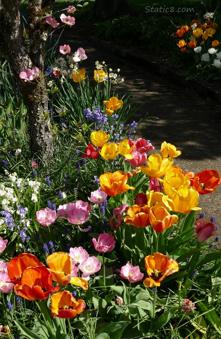 Blooming tulips in flower bed