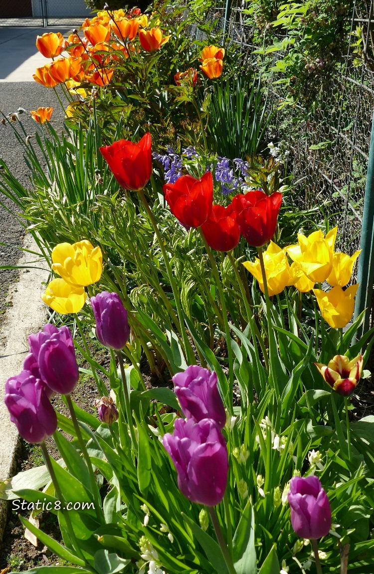 Tulip blooms in different colours