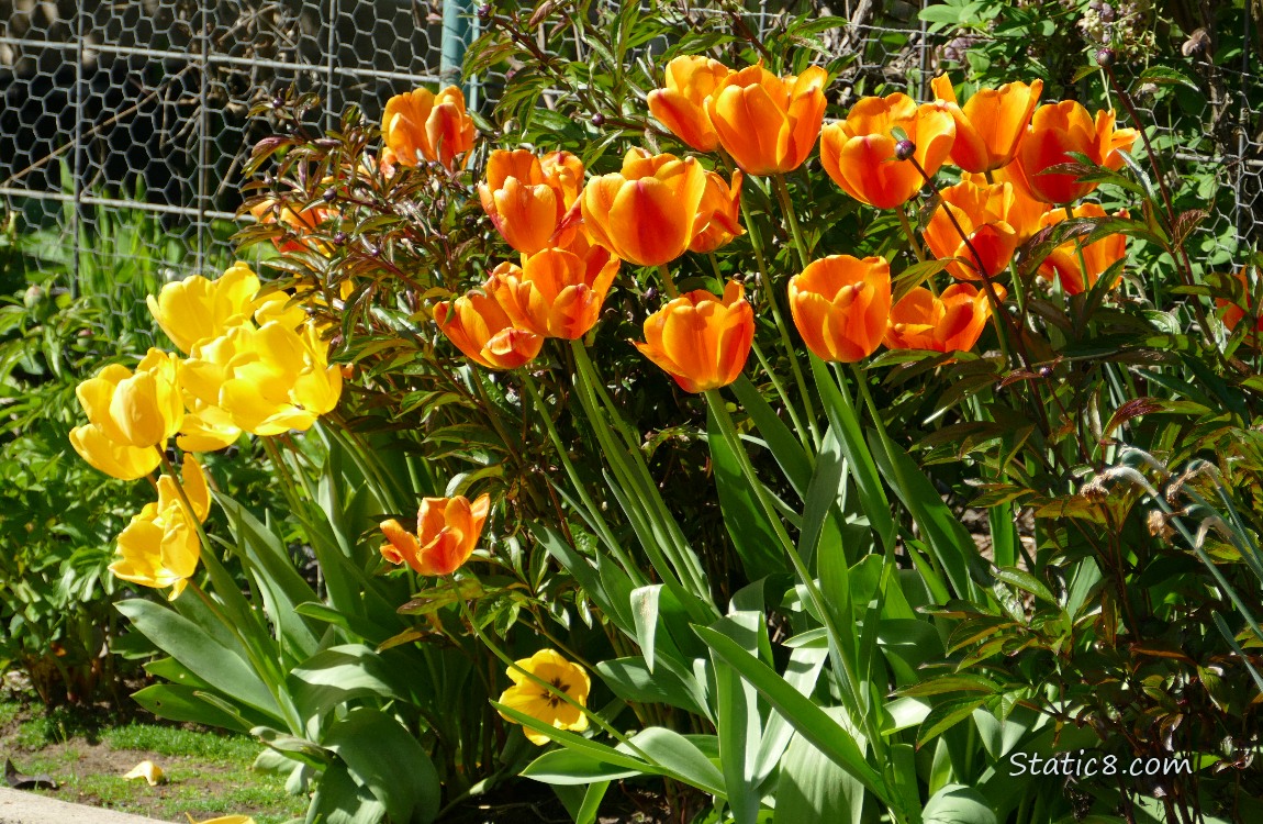Orange and Yellow Tulip blooms in a flower bed