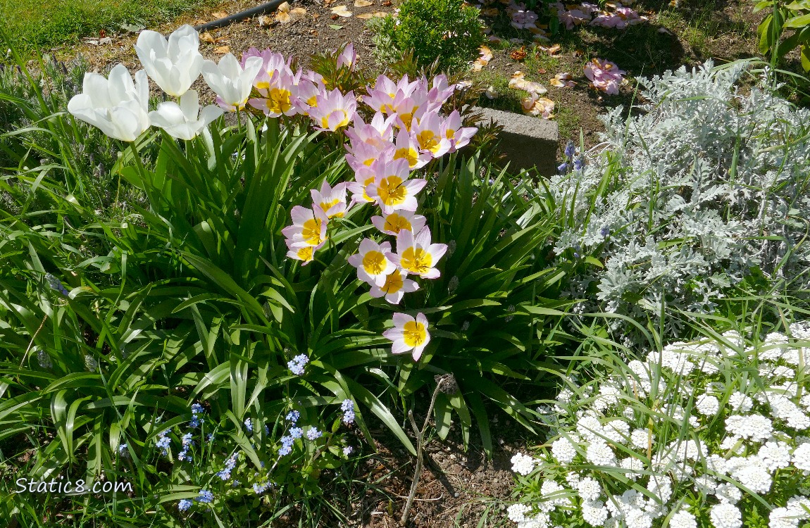 Pink and yellow tulip blooms with white tulips