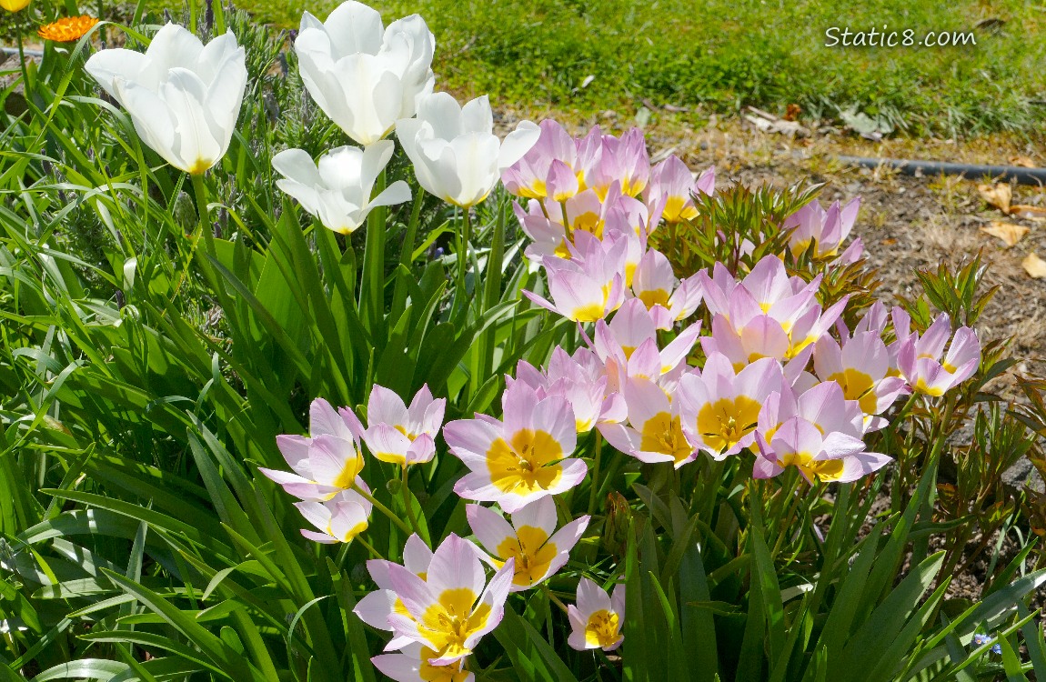 Pink and yellow tulip blooms with white tulips