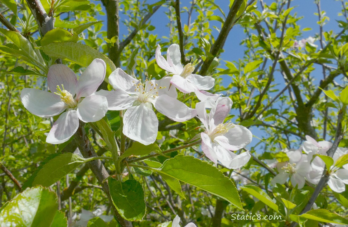 Apple Blossoms surrounded by leaves on the tree