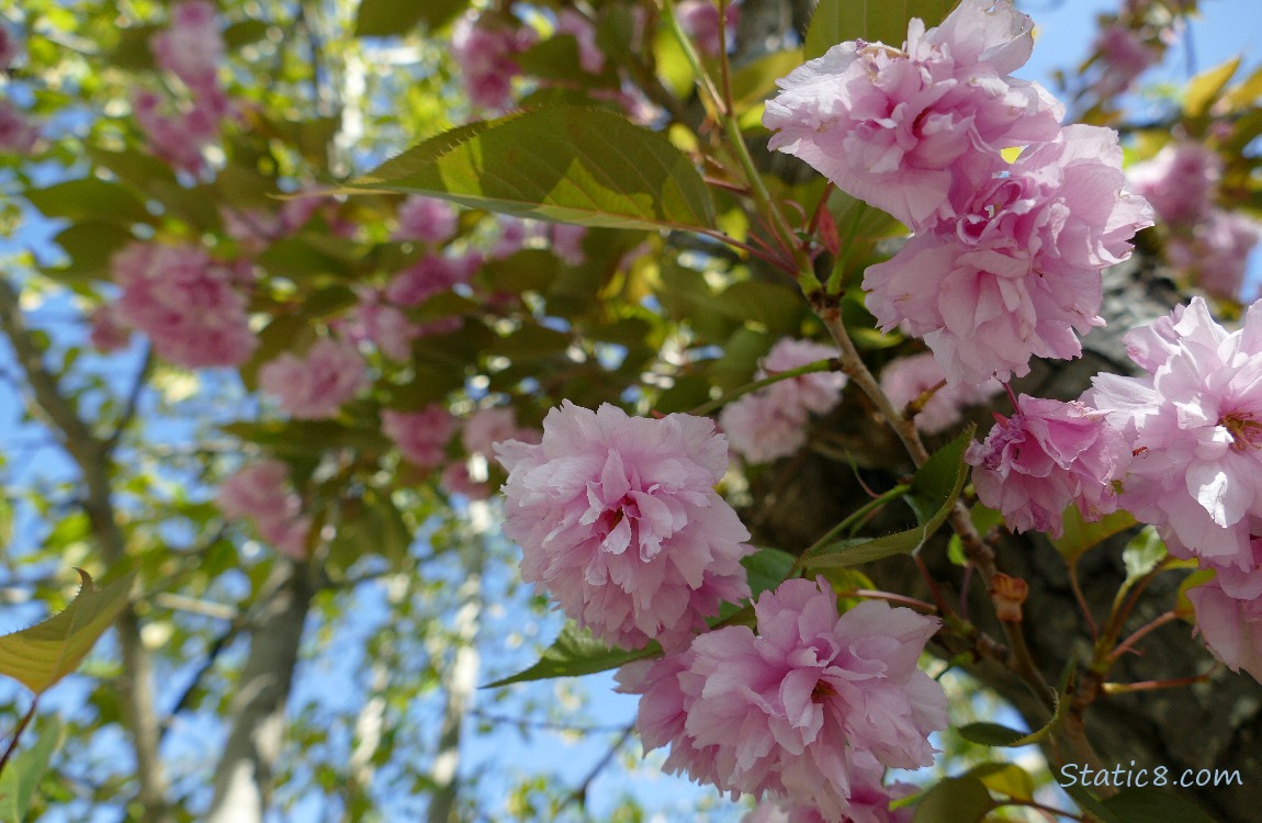 Pink, double petal Cherry blossoms with more blossoms and blue sky in the background
