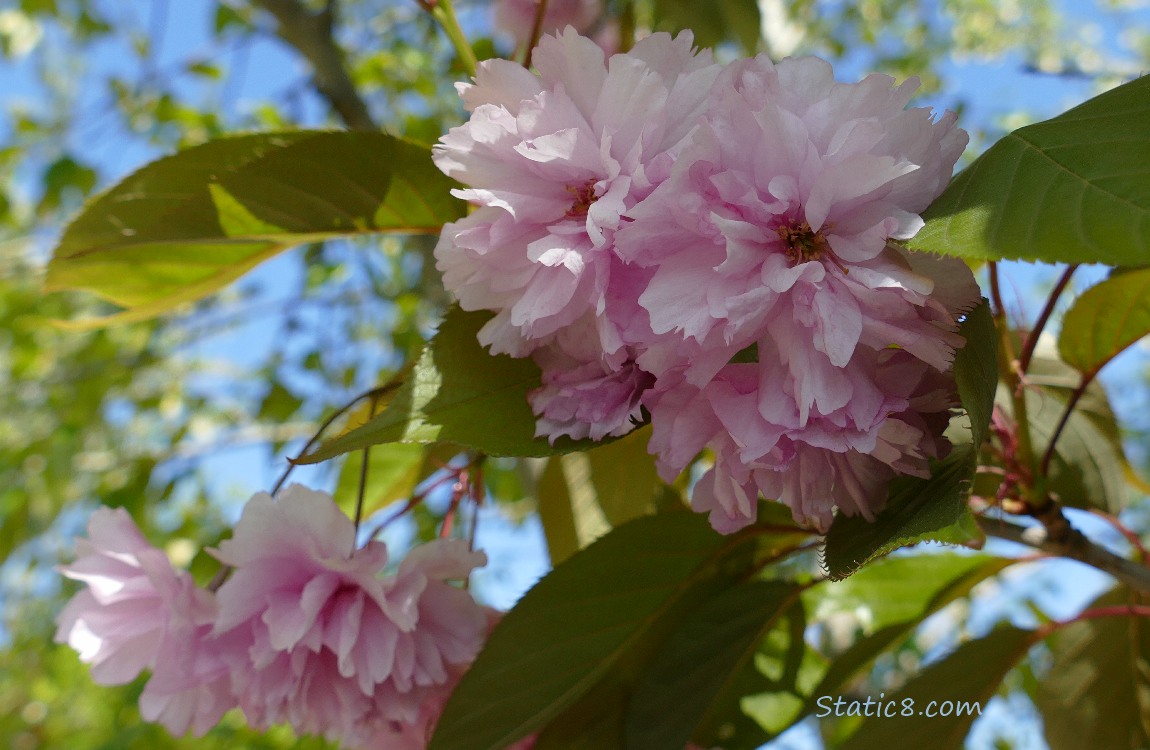 Close up of pink, double petal Cherry blossoms with more blossoms and blue sky in the background