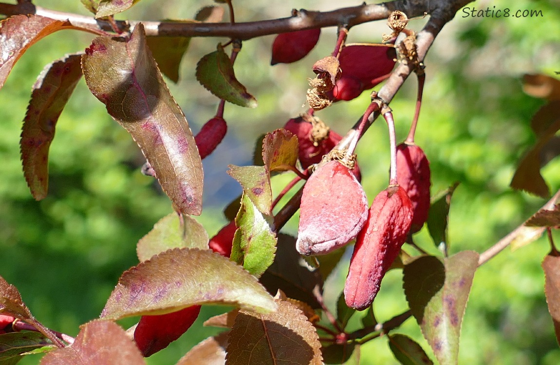 Weird red fruits hanging from the tree