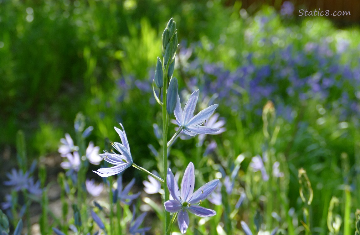 Camas Lilies blooming in the grass