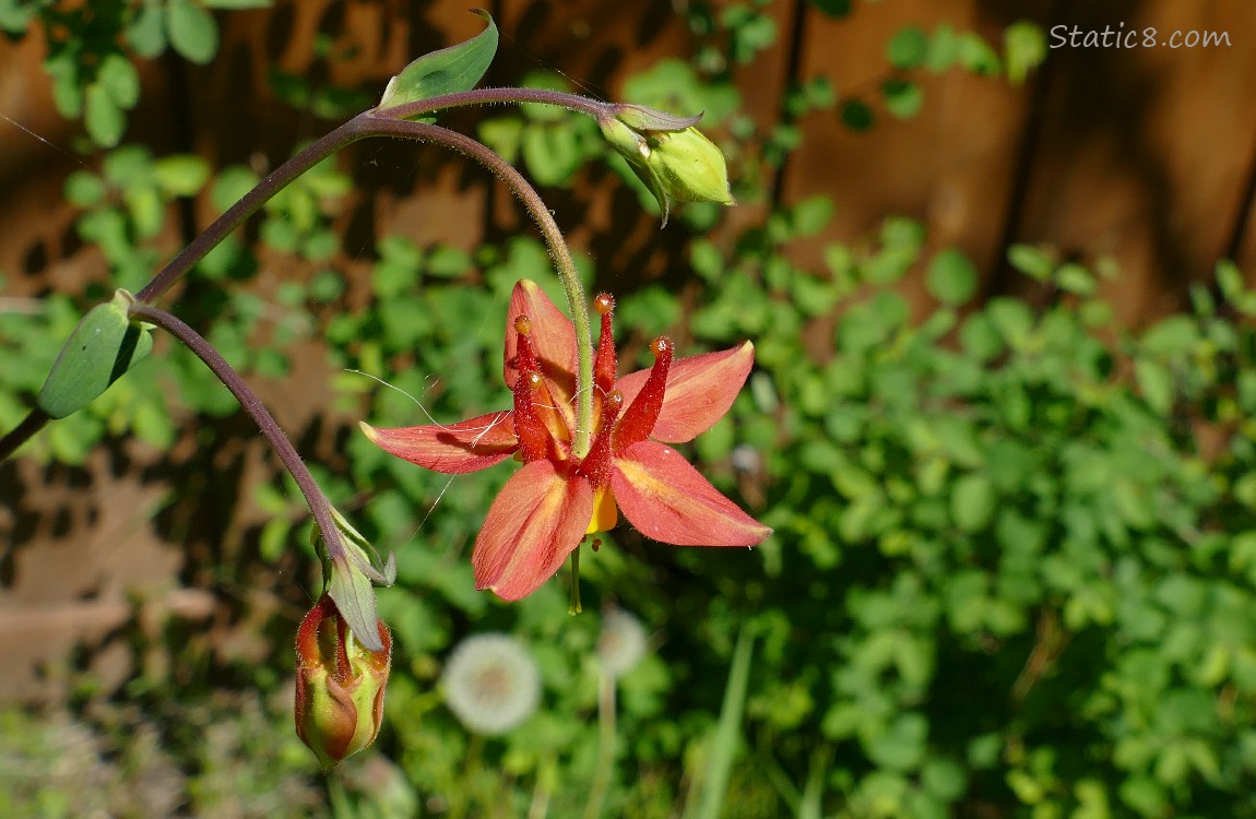 Red Columbine bloom