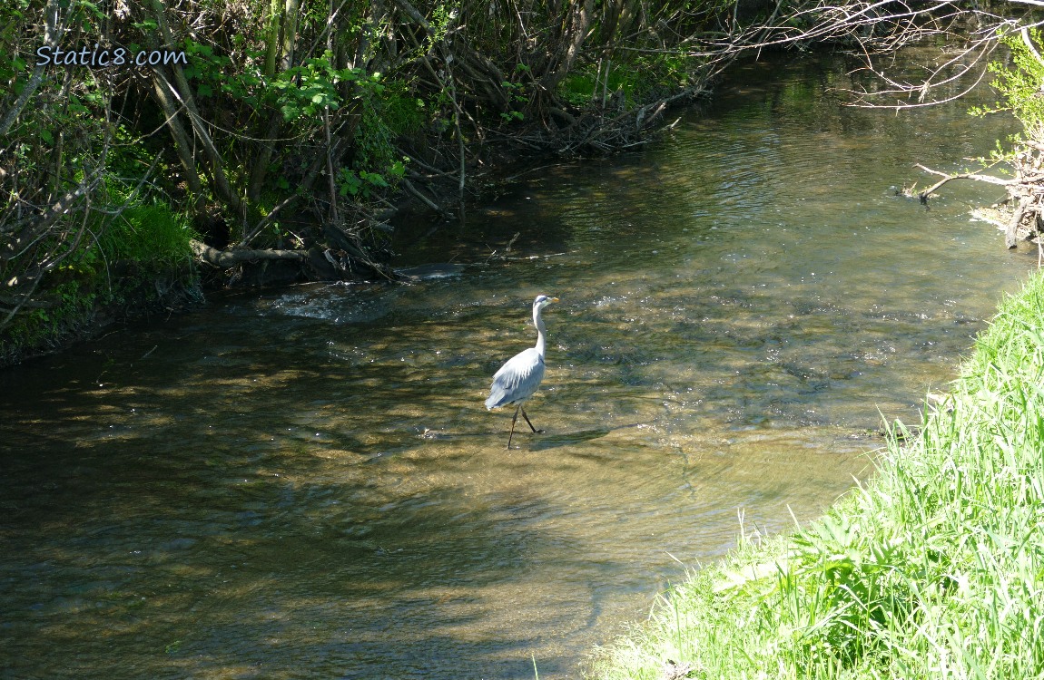 Great Blue Heron walking in shallow water in the creek