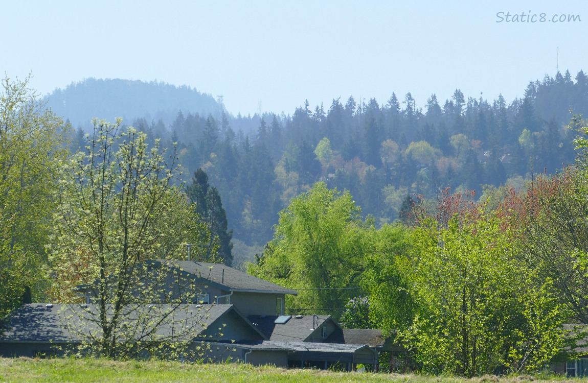 Trees in the distance