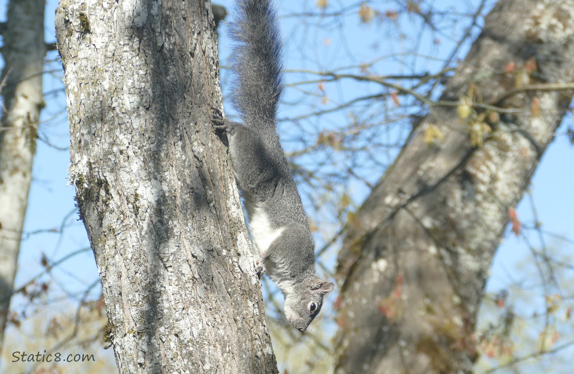 Squirrel climbing down a tree trunk