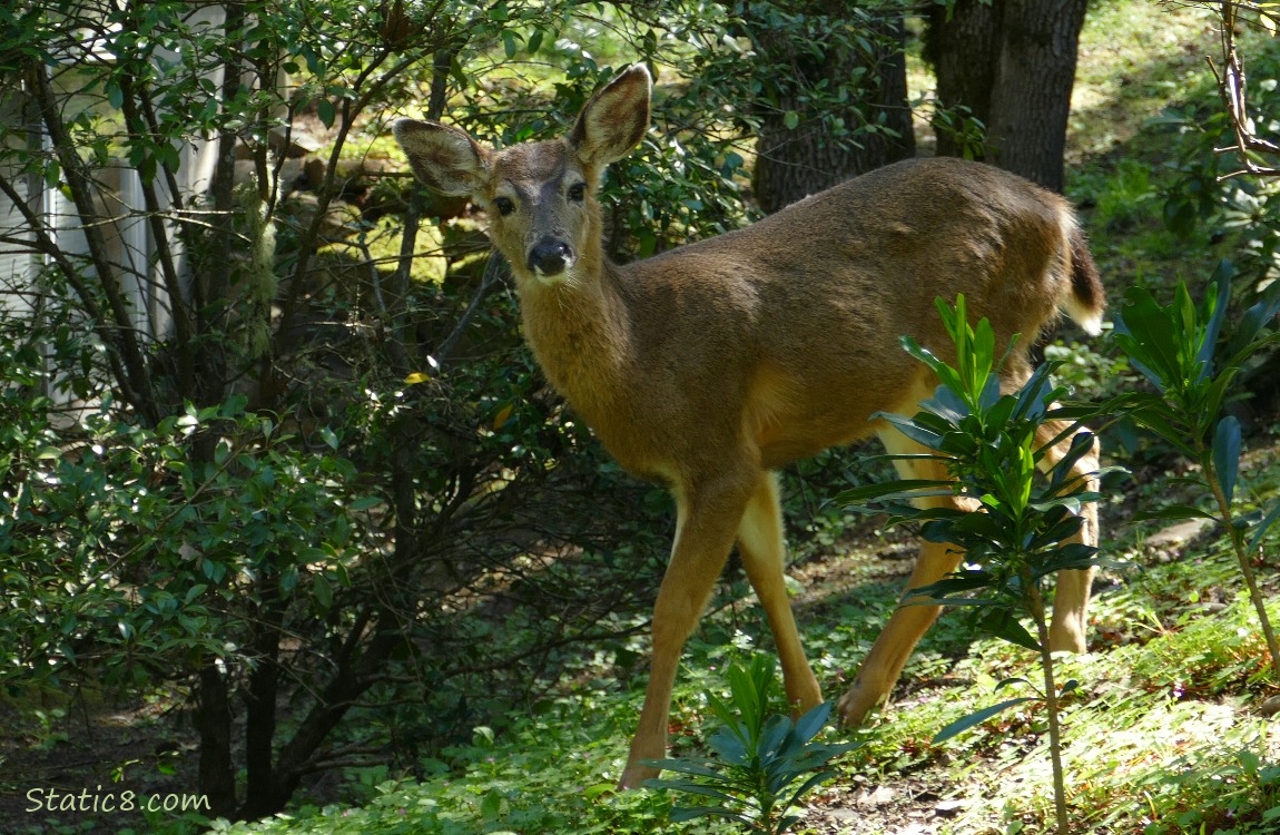 Black Tail Deer walking down a hill