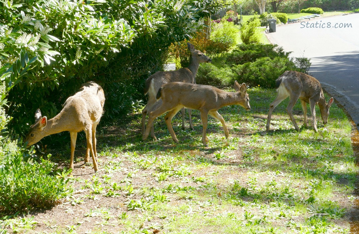 Four Black Tail Deers along a road