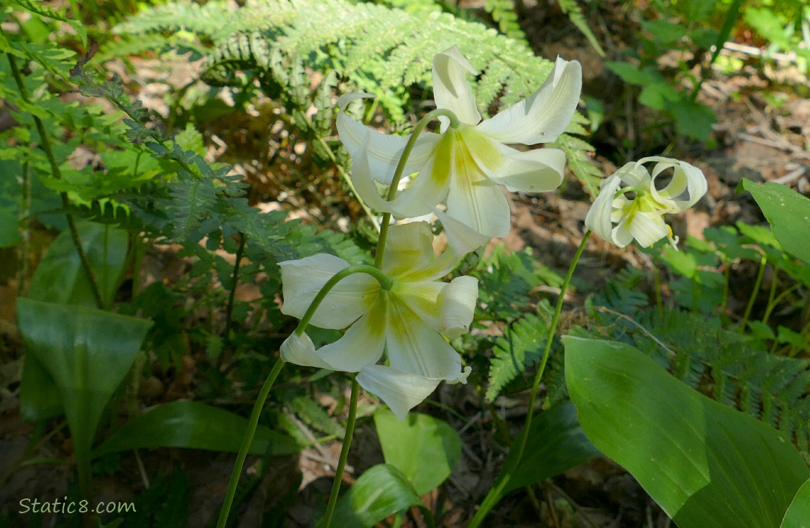 Fawn Lily blooms on the forest floor with ferns