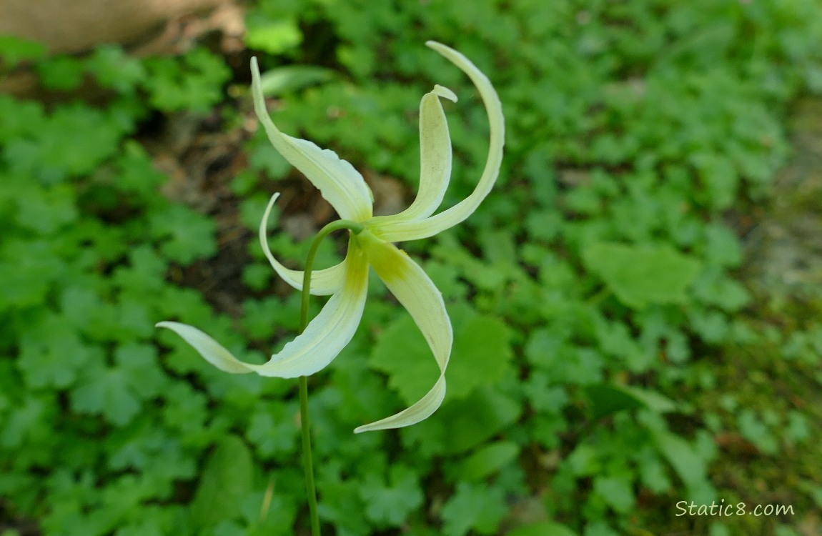 Fawn Lily bloom