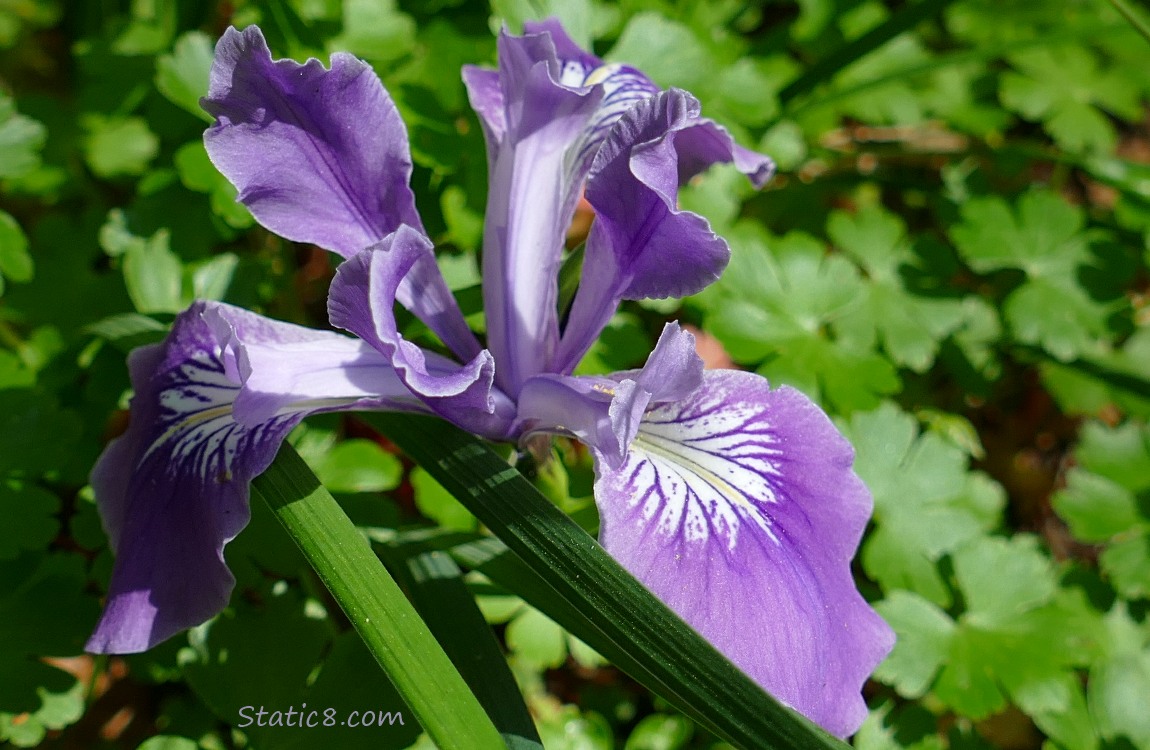 Purple Oregon Iris bloom