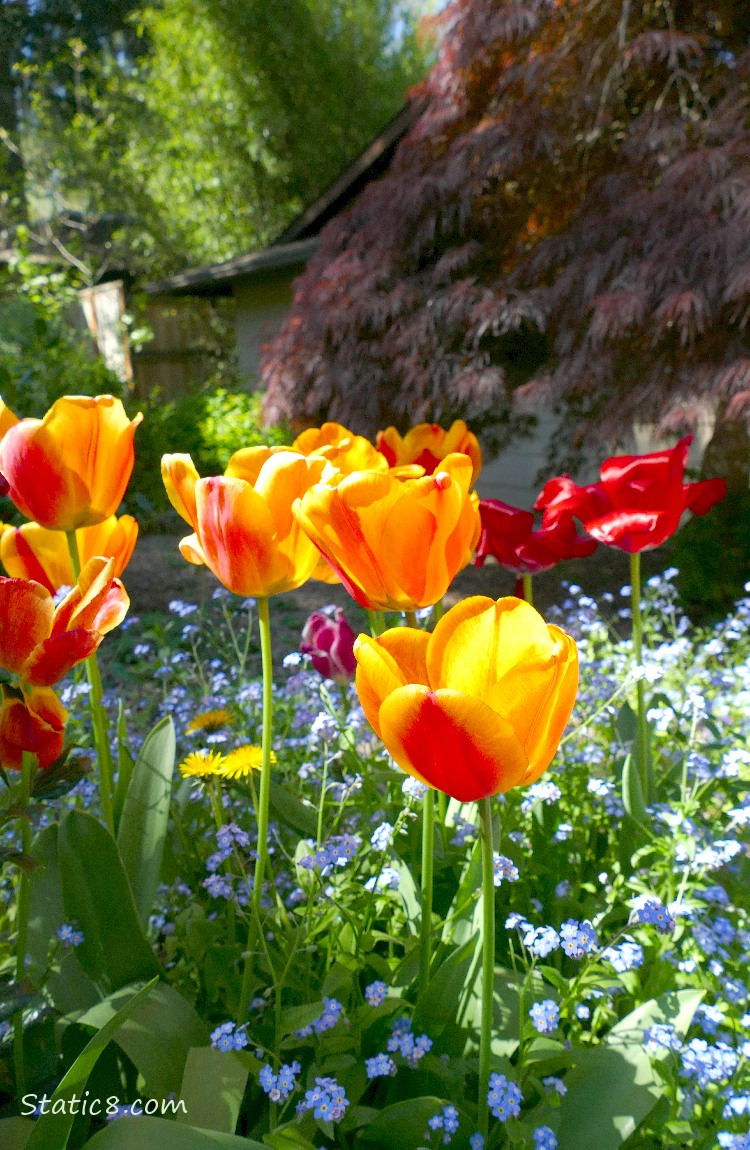 Orange Tulips and Forget Me Not blooms