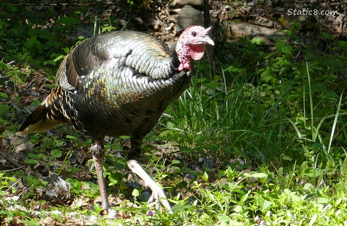 Wild Turkey walking in the grass