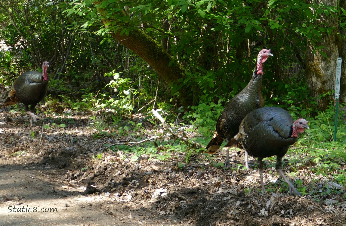 Three Wild Turkeys walking next to a path