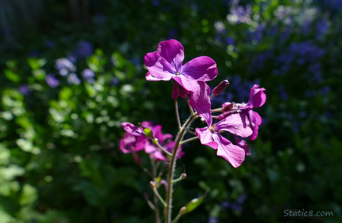 Red violet Wallflower blooms