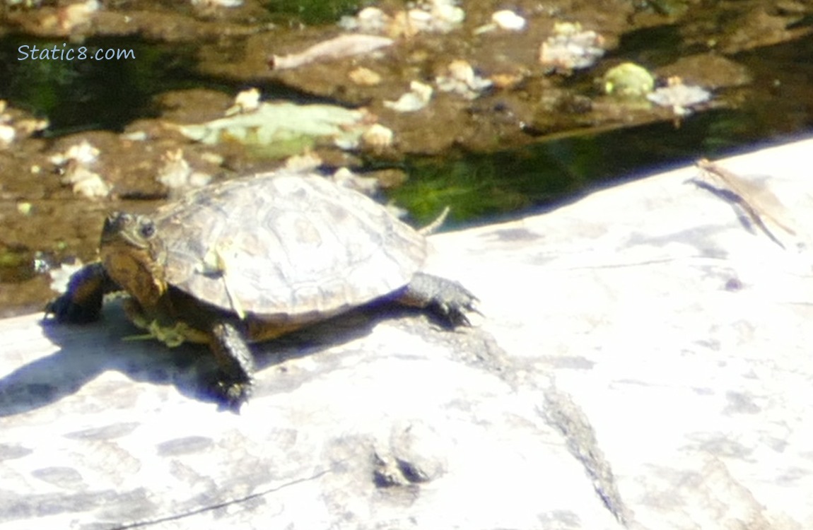 Turtle and a Damselfly standing on a log