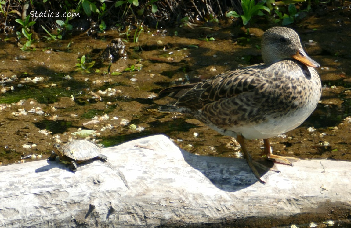 Tiny Turtle, damselfly and a duck standing on a log