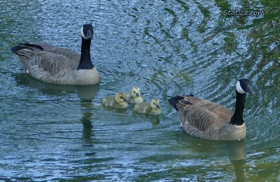 Two Canada Geese paddling on the water with three goslings between them