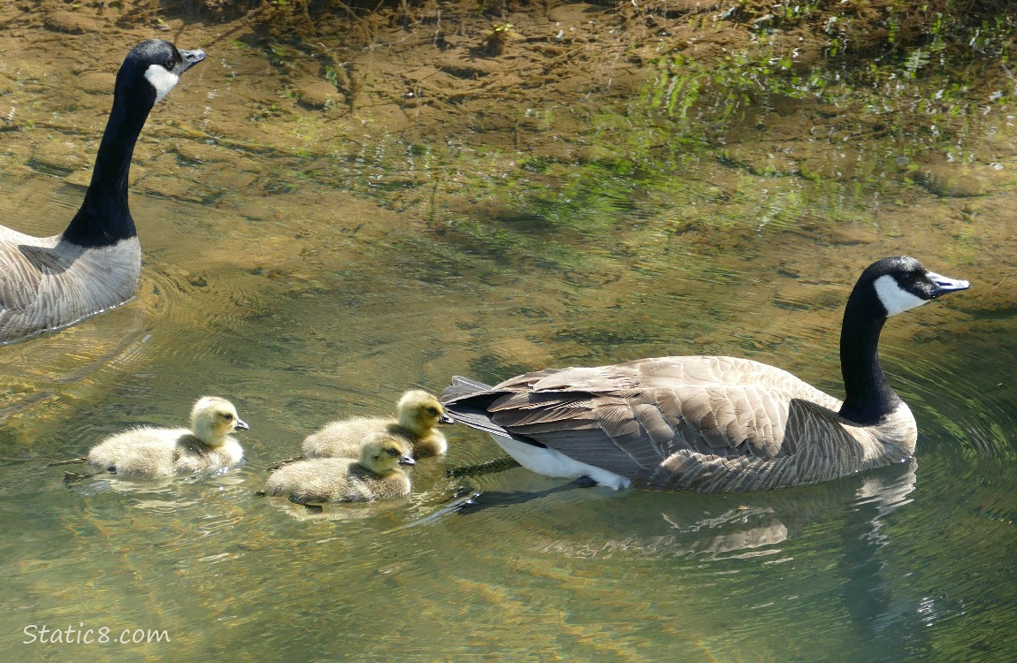 Three Canada Goose goslings paddling between their parents