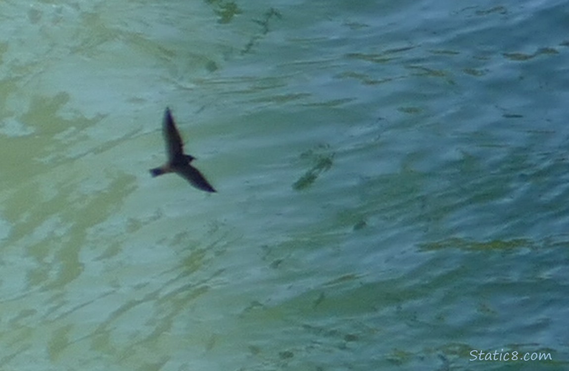 Looking down at the silhouette of a swallow flying over the water