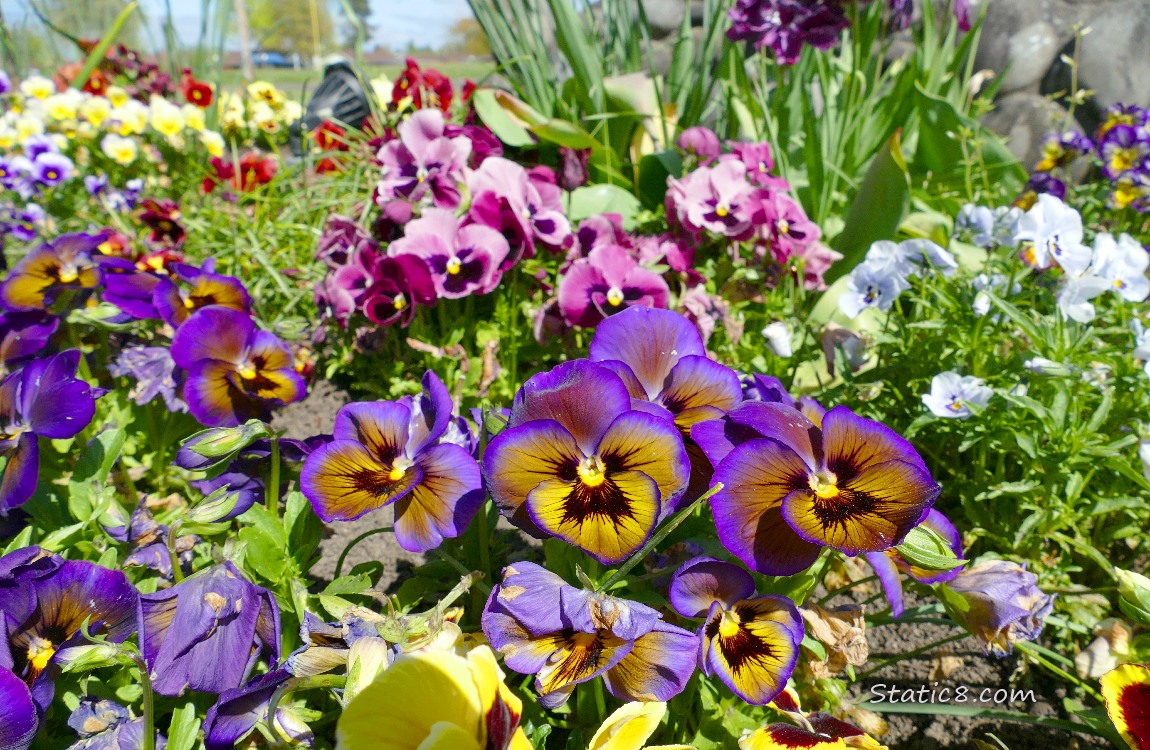 Purple Pansies in front of many different coloured blooms