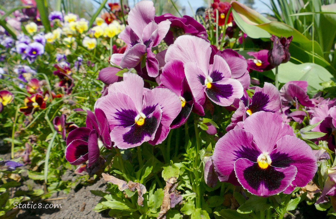 Red Violet Pansy blooms