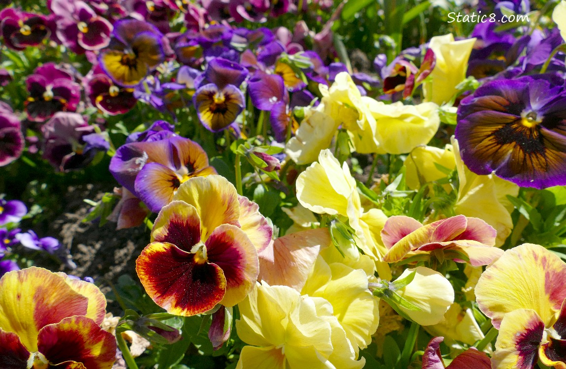 Yellow Pansies in front of purple blooms and red violet blooms