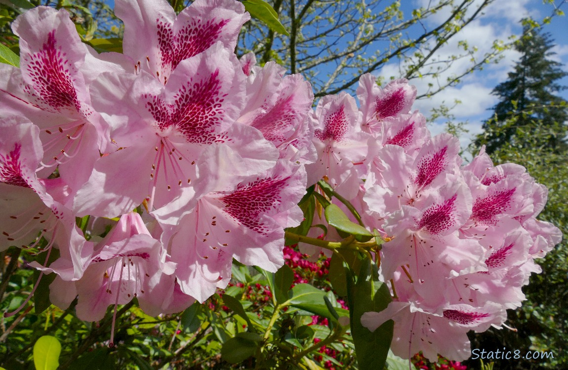 Pink Rhododendron blooms and blue sky