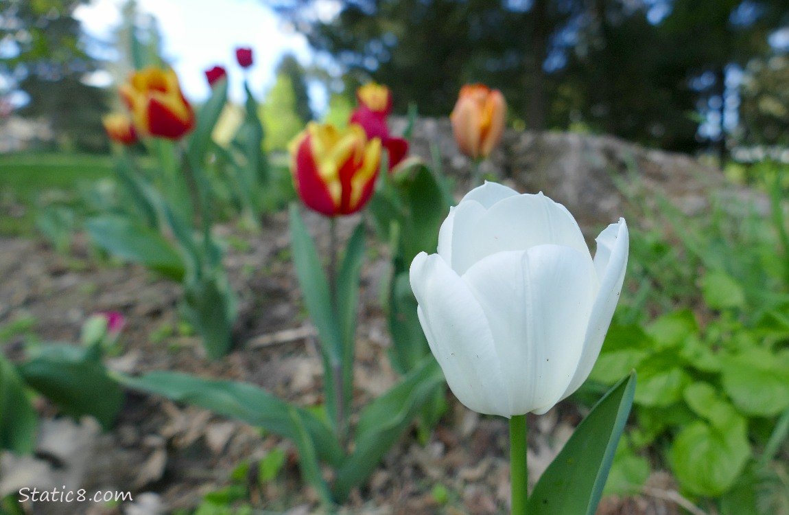 White Tulip bloom in front of red and yellow striped Tulips