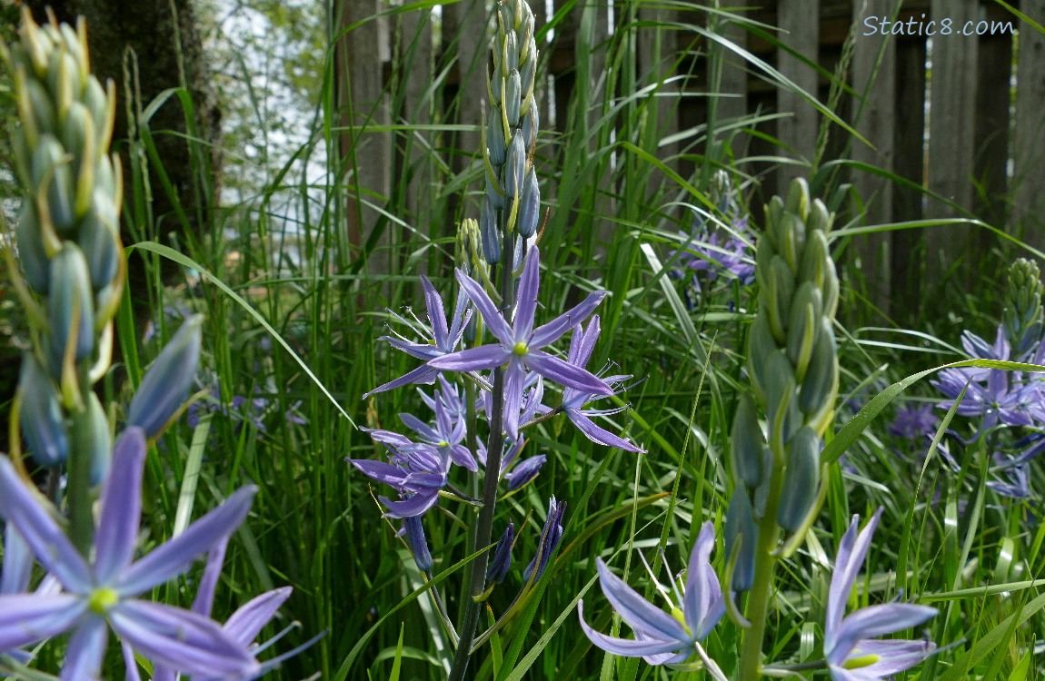 Camas Lily blooms in front of a wood fence
