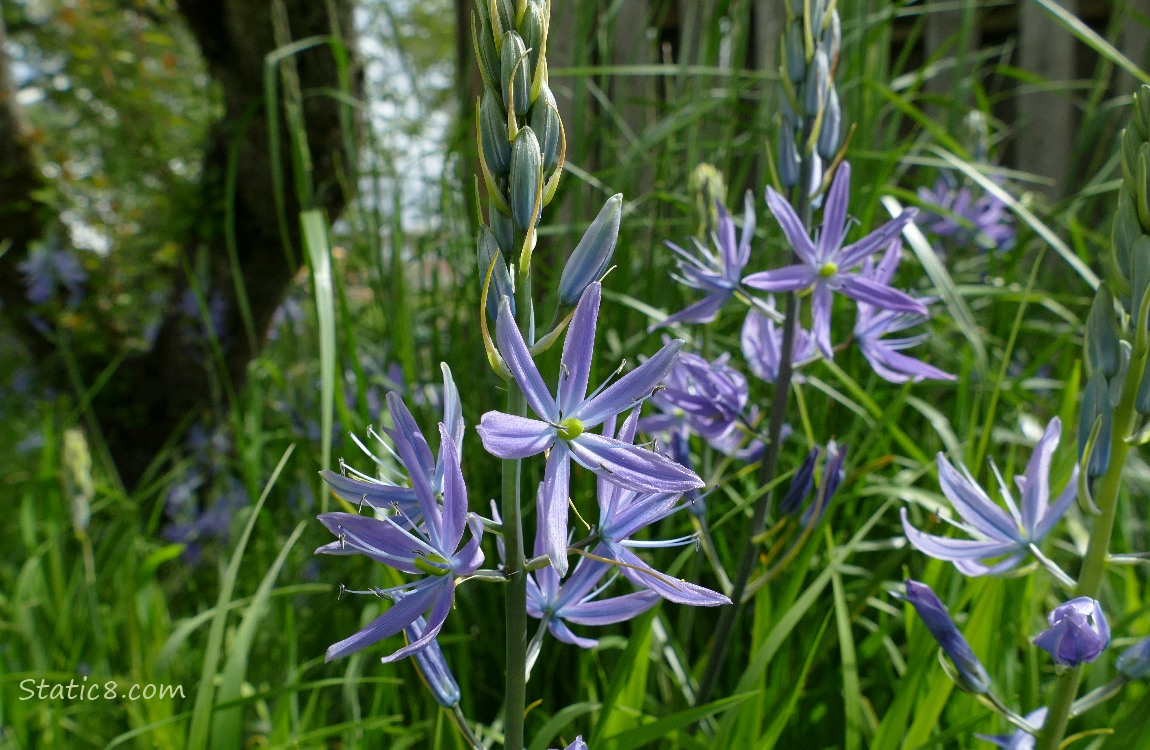 Camas Lily blooms